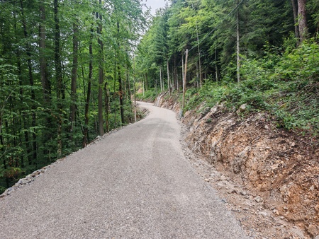 Gozdna cesta